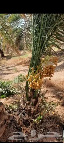 يوجد لدينا جميع أنواع انخيل وجميع المقاسات المختلفه 0