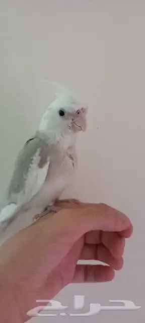 كروان هولاندي 8