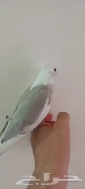 كروان هولاندي 4