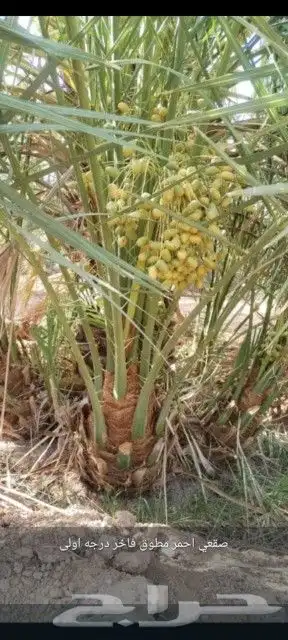يوجد لدينا جميع أنواع انخيل وجميع المقاسات المختلفه 1