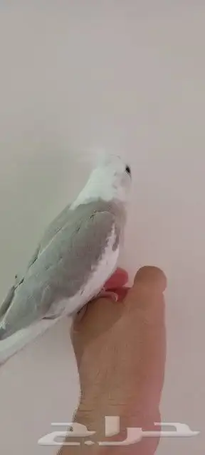 كروان هولاندي 5
