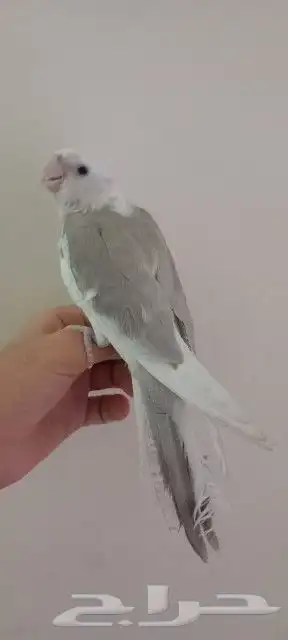 كروان هولاندي 7