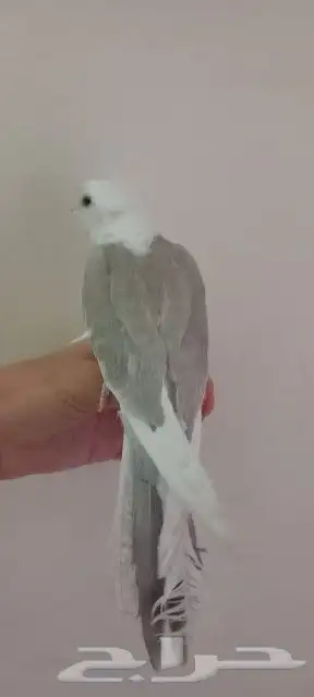 كروان هولاندي 6
