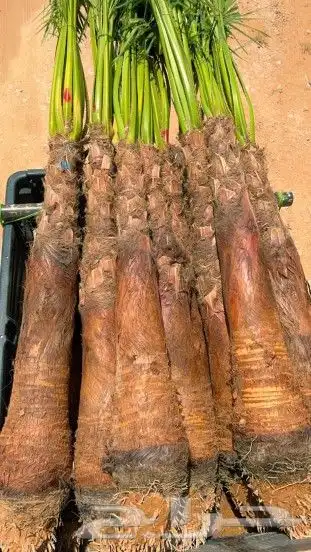 يوجد لدينا جميع أنواع انخيل وجميع المقاسات المختلفه 3