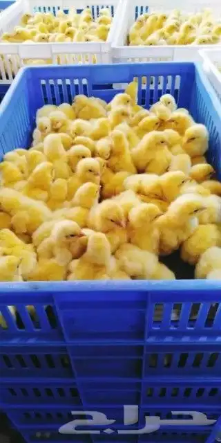 مصرى خبرة أكثر من 15عام فى تربية جميع انواع الطيور 5