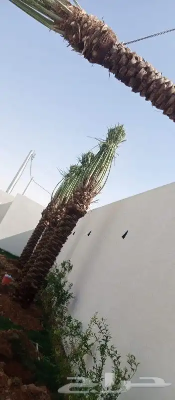 نخل مثمر نخيل اخلاص صقعي سكري برحي 0