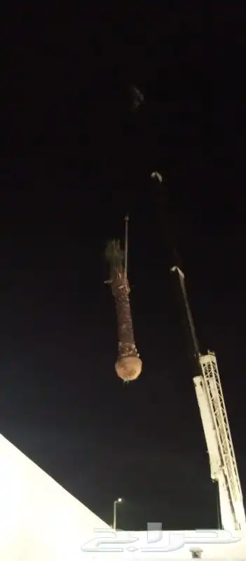 نخل مثمر نخيل اخلاص صقعي سكري برحي 4