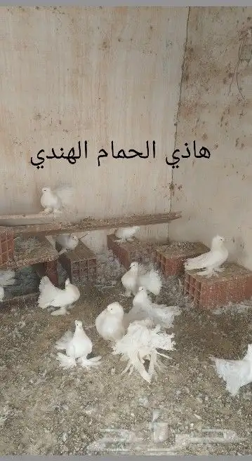 حمام تركي 9 حبات و حمام هندي 12زوج والذكور والاناثي على الله 0