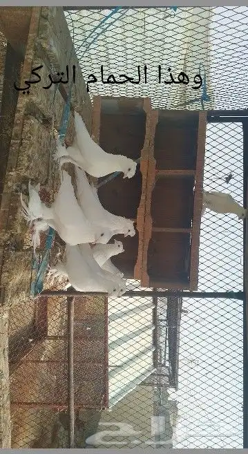 حمام تركي 9 حبات و حمام هندي 12زوج والذكور والاناثي على الله 6