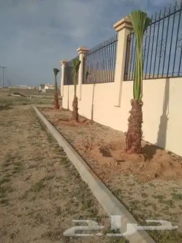 يوجد لدين جميع انواع انخيل المثمره وزينه اتواصل جميع المناطق 1