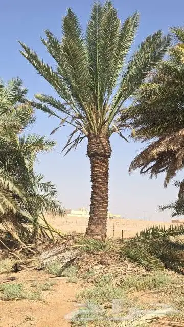يوجد لدينا جميع أنواع انخيل وجميع المقاسات المختلفه 8