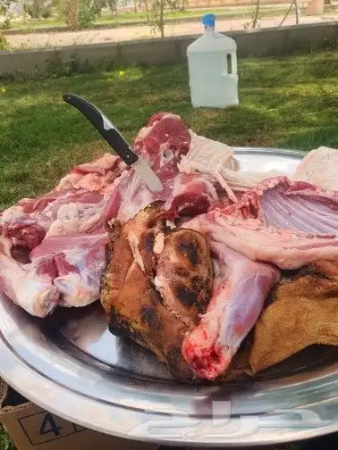 احدرفيده خرفان جبره ناهيه للعباده والمناسبات ويوجد تيوس 8