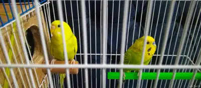 طيور باديجي للبيع مع القفص 2