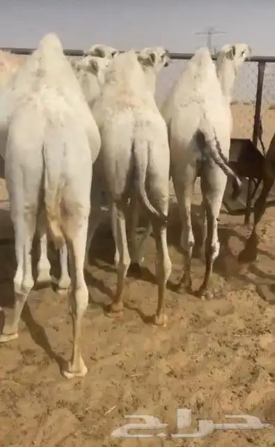 حشوان بلدى على الشرط حى ومذبوح ومطبوخ 0