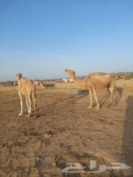 ابل للبيع اكبار في سنها طيبات فاردين عيالها عنها والبيع سمح 0