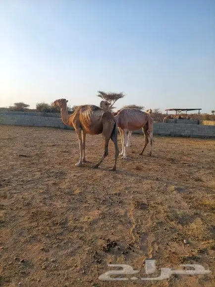 ابل للبيع اكبار في سنها طيبات فاردين عيالها عنها والبيع سمح 2