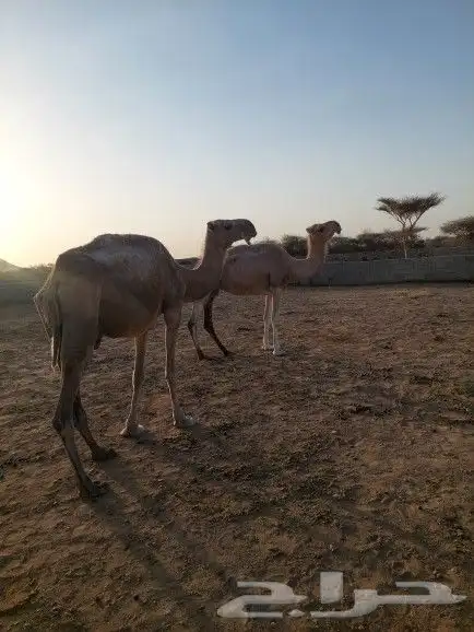 ابل للبيع اكبار في سنها طيبات فاردين عيالها عنها والبيع سمح 1