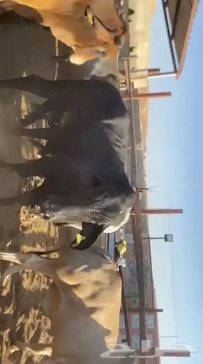 عجول كولمبي - برازيلي 3