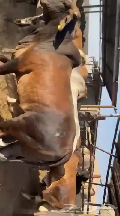 عجول كولمبي - برازيلي 1
