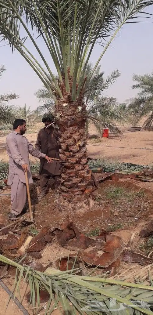 نخل للبيع جميع الانواع 0