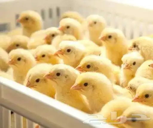 مصرى خبرة أكثر من 15عام فى تربية جميع انواع الطيور 8