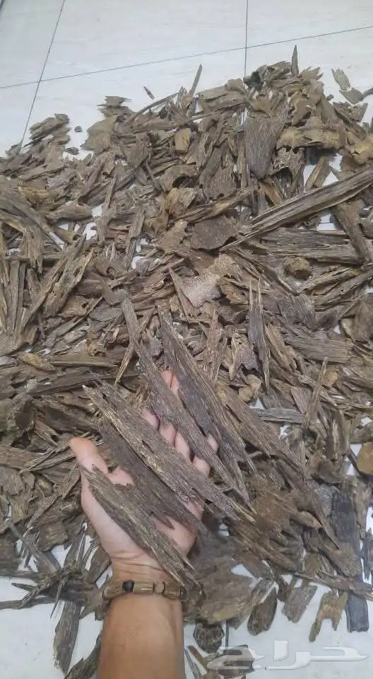 aud bhkor 3