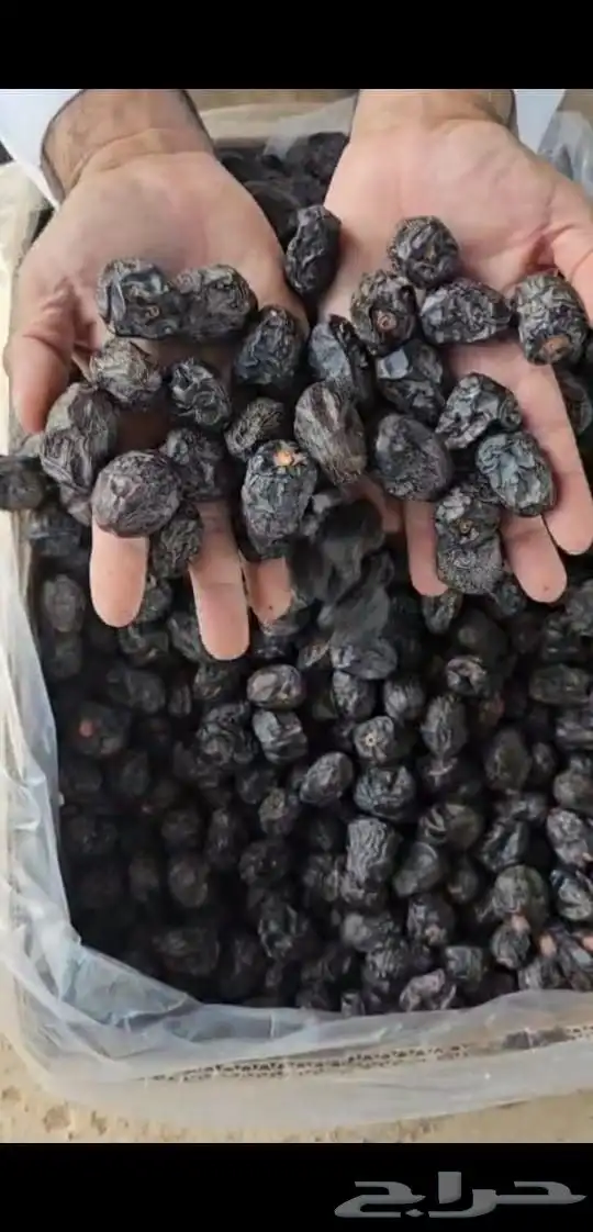 تمر صفاوي وتمر عجوى 1