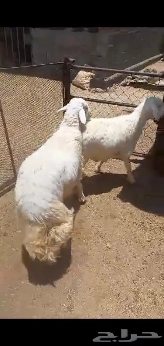 احدرفيده خرفان جبره ناهيه للعباده والمناسبات ويوجد تيوس 1