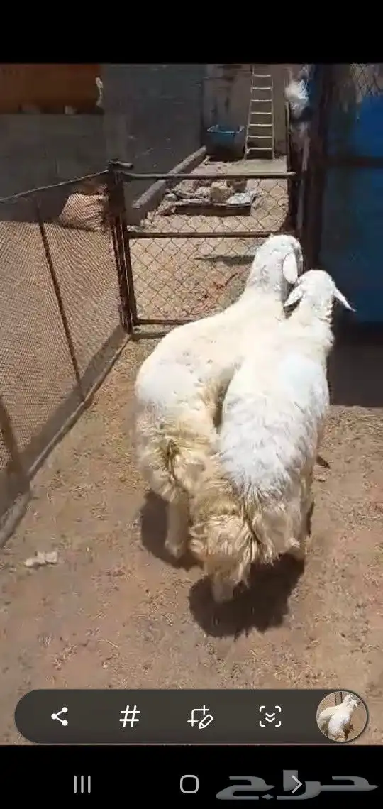 احدرفيده خرفان جبره ناهيه للعباده والمناسبات ويوجد تيوس 4