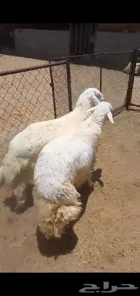 احدرفيده خرفان جبره ناهيه للعباده والمناسبات ويوجد تيوس 3