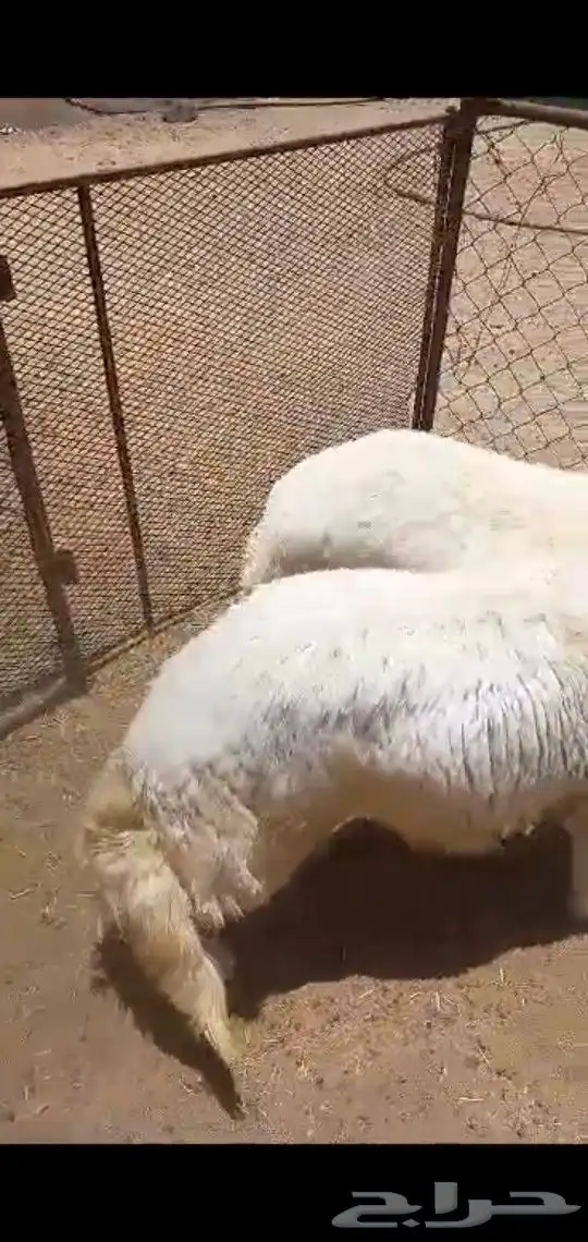 احدرفيده خرفان جبره ناهيه للعباده والمناسبات ويوجد تيوس 2