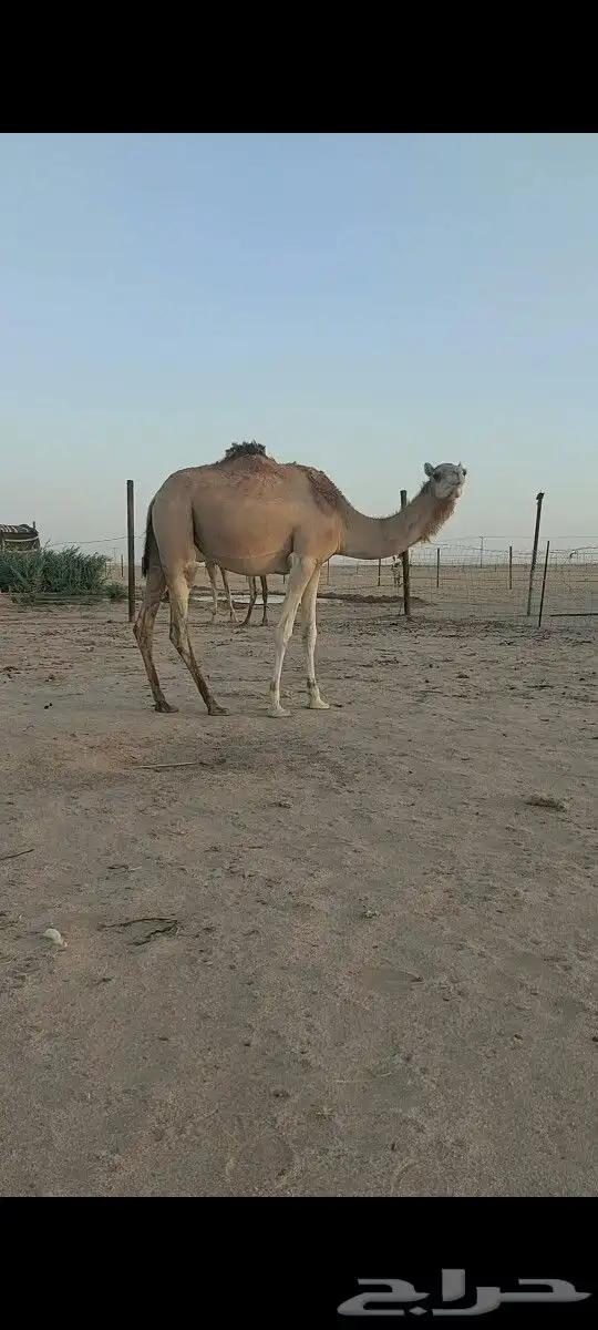 هجن لقيه طيبه.سلاله كفو 2