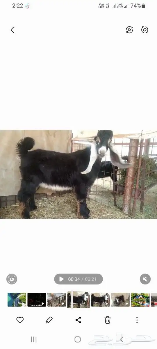 تيس عارضي فحل مشوط قريع 0