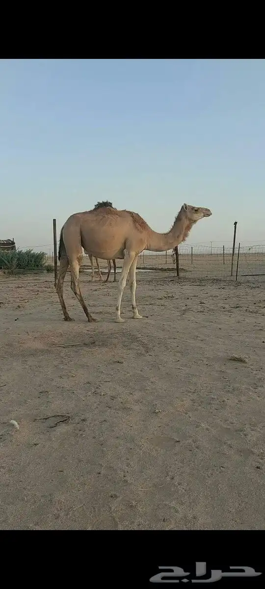 هجن لقيه طيبه.سلاله كفو 1