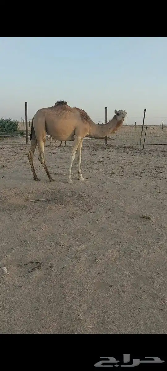 هجن لقيه طيبه.سلاله كفو 0