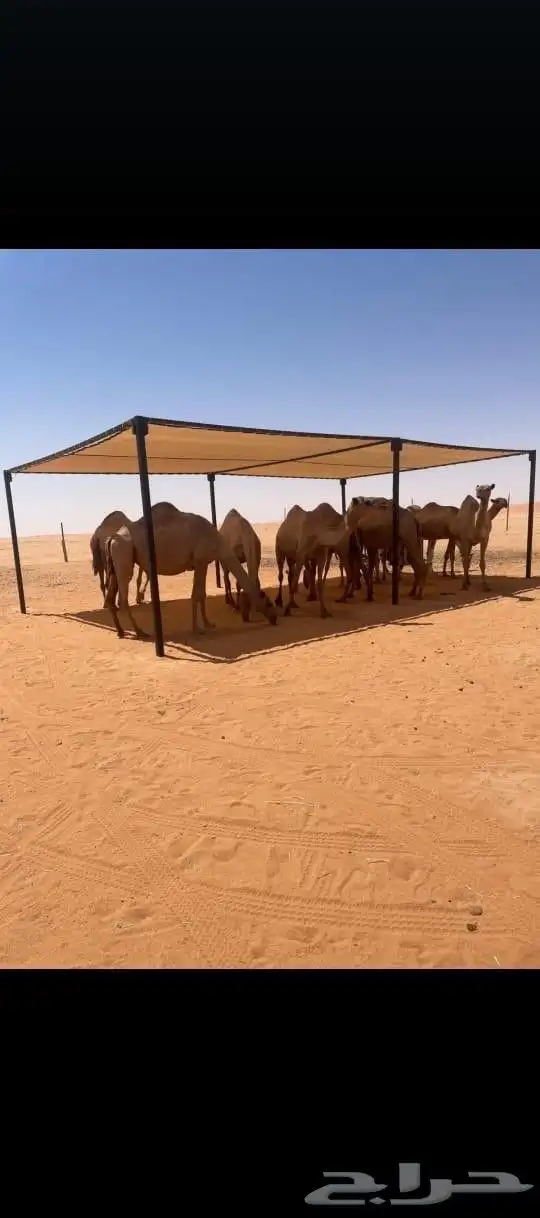 مظلات ابل جميع المقاسات عليها عرض خاص 1