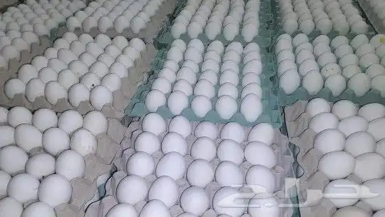 مصرى خبرة أكثر من 15عام فى تربية جميع انواع الطيور 6