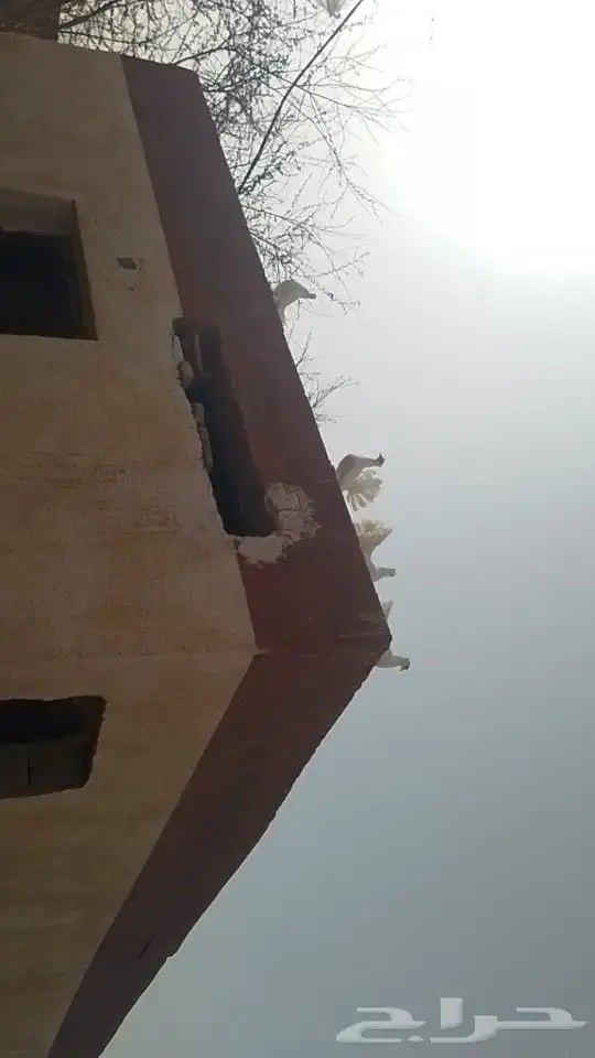حمام تركي 9 حبات و حمام هندي 12زوج والذكور والاناثي على الله 4