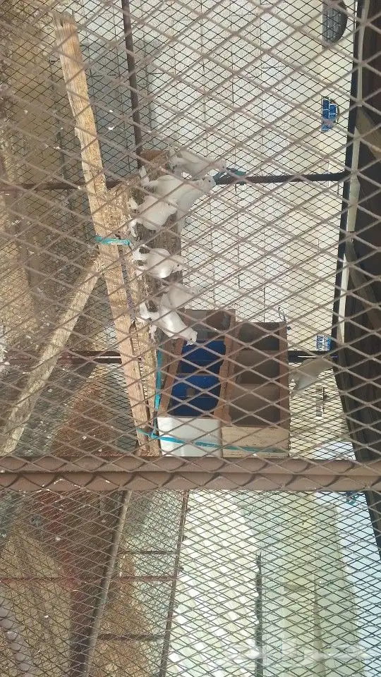 حمام تركي 9 حبات و حمام هندي 12زوج والذكور والاناثي على الله 7