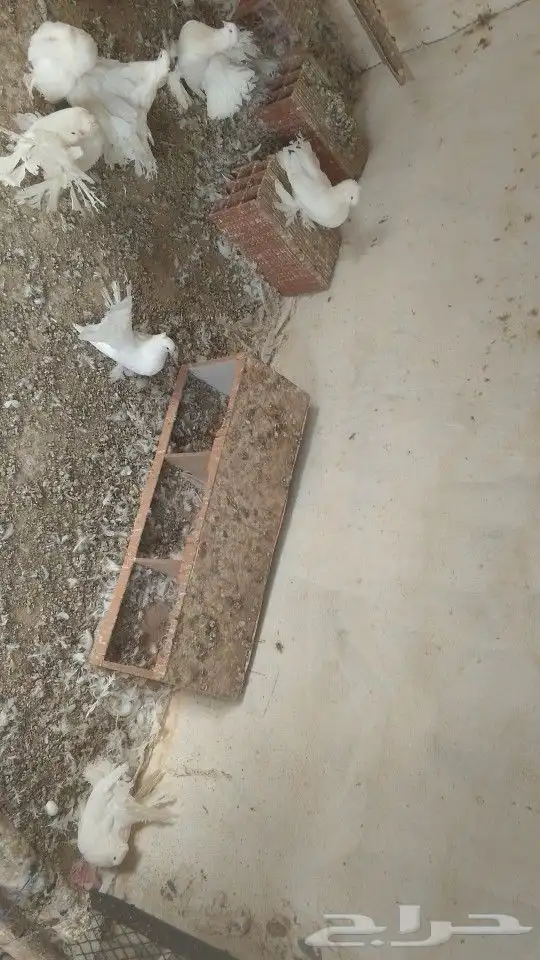 حمام تركي 9 حبات و حمام هندي 12زوج والذكور والاناثي على الله 1