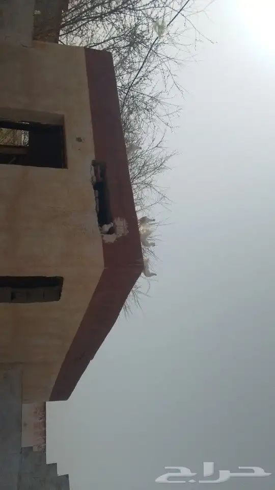 حمام تركي 9 حبات و حمام هندي 12زوج والذكور والاناثي على الله 5