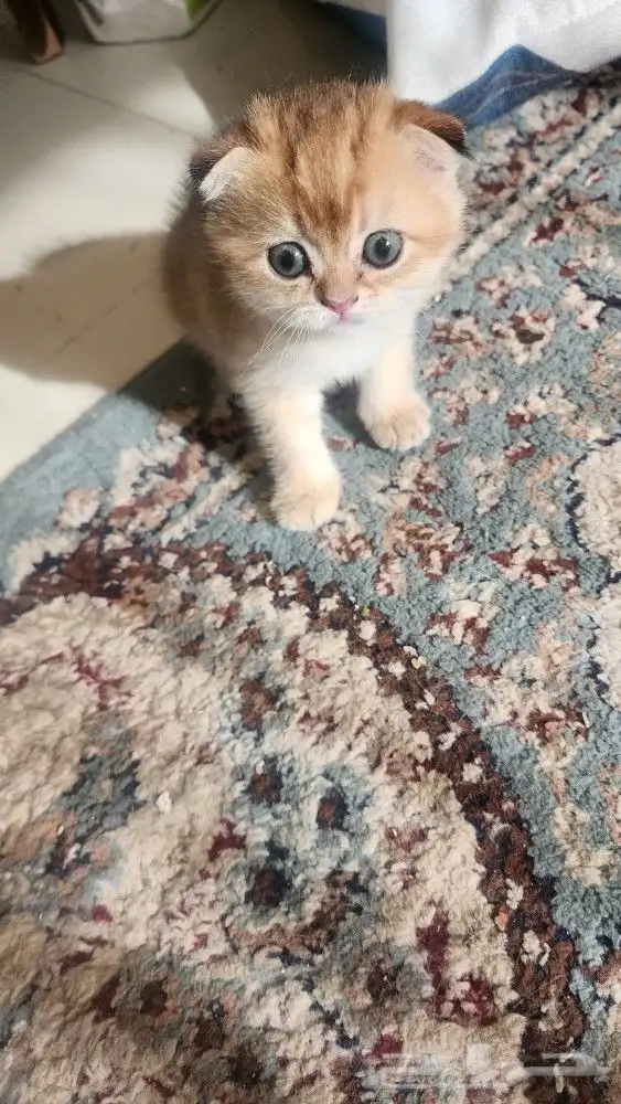 قطه انثي اسكوتش فولد عمرها شهرين 0