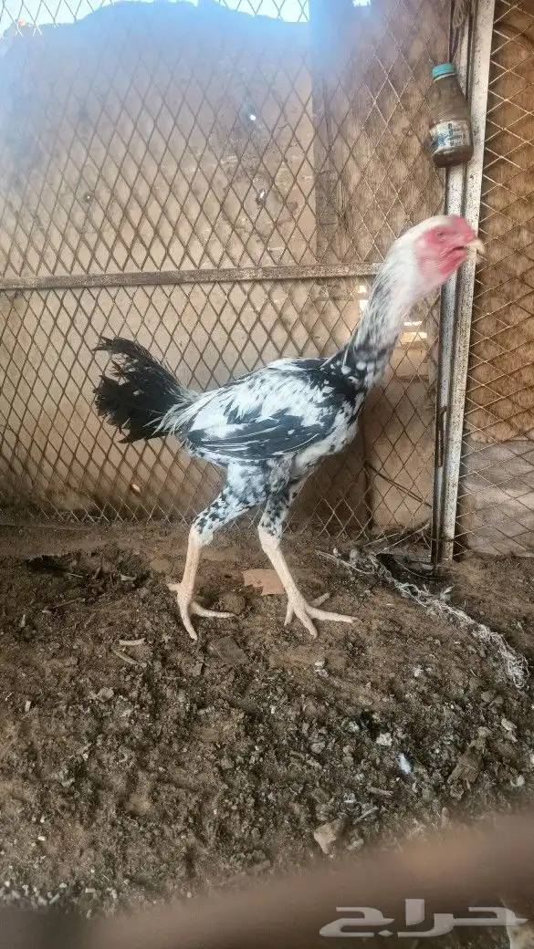 ديكين باكستاني سندي 2