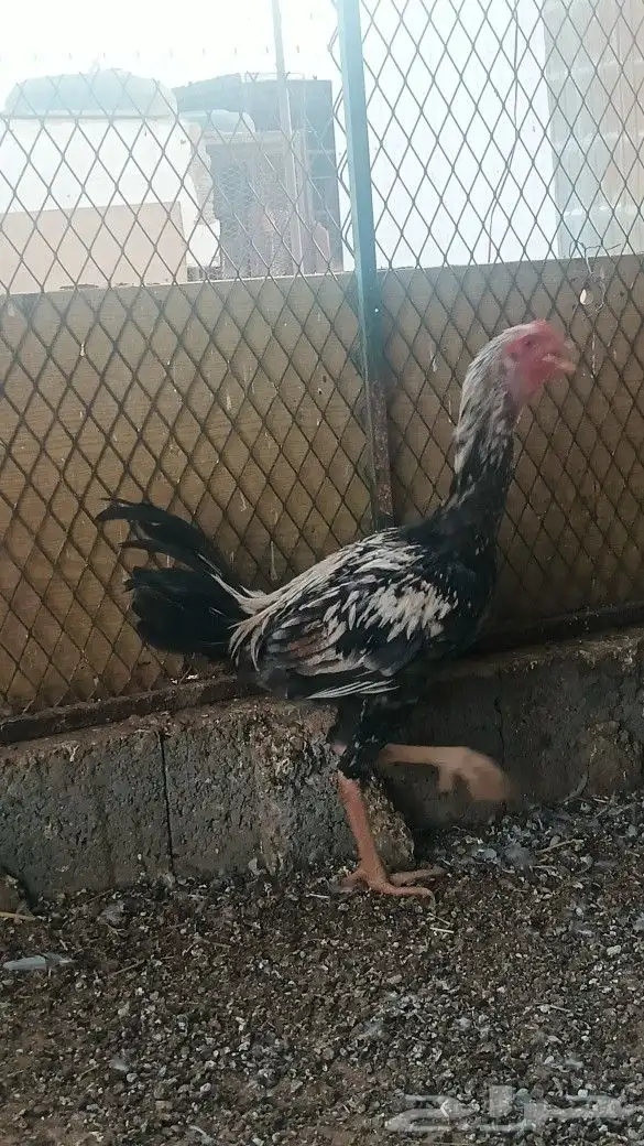 ديكين باكستاني سندي 1