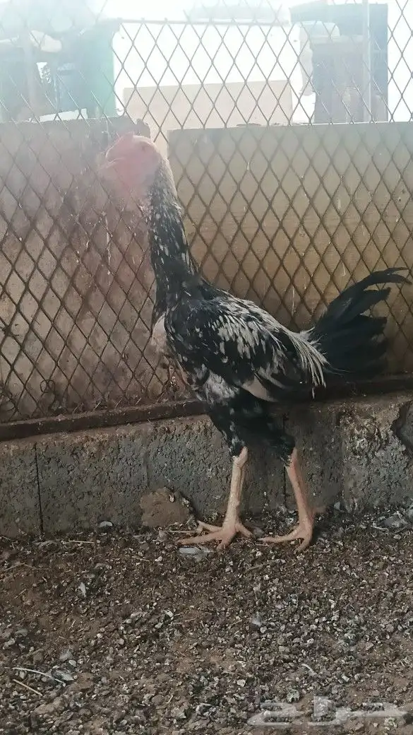 ديكين باكستاني سندي 0
