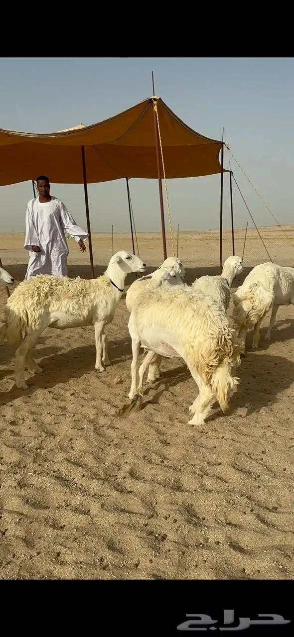 رخال طيبه 10