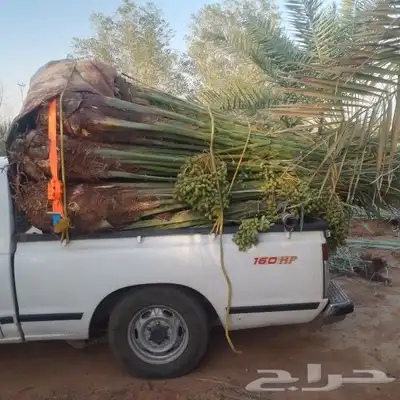 يوجد لدينا جميع أنواع انخيل وجميع المقاسات المختلفه 5