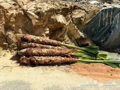 يوجد لدينا جميع أنواع انخيل وجميع المقاسات المختلفه 6