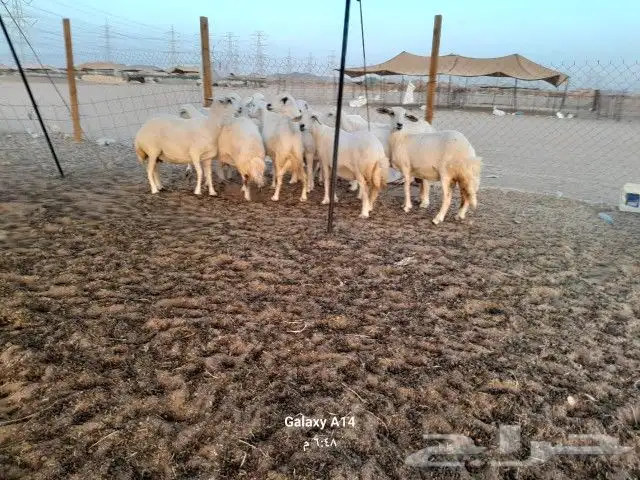 حريات دفيع 2