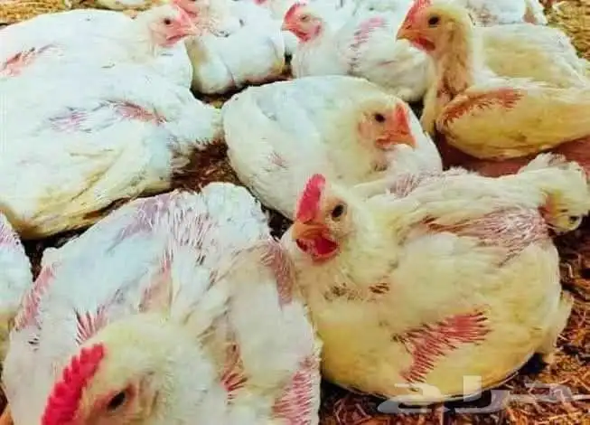 مصرى خبرة أكثر من 15عام فى تربية جميع انواع الطيور 9